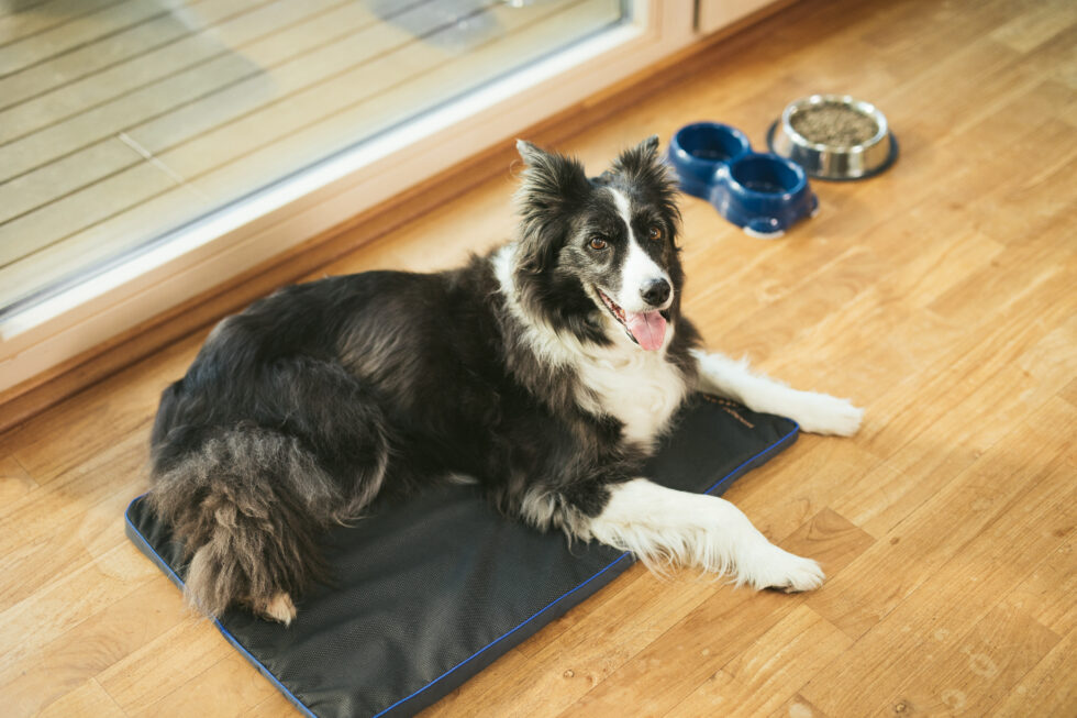 PEMF Therapy For Dogs: Enhance Your Pet's Health